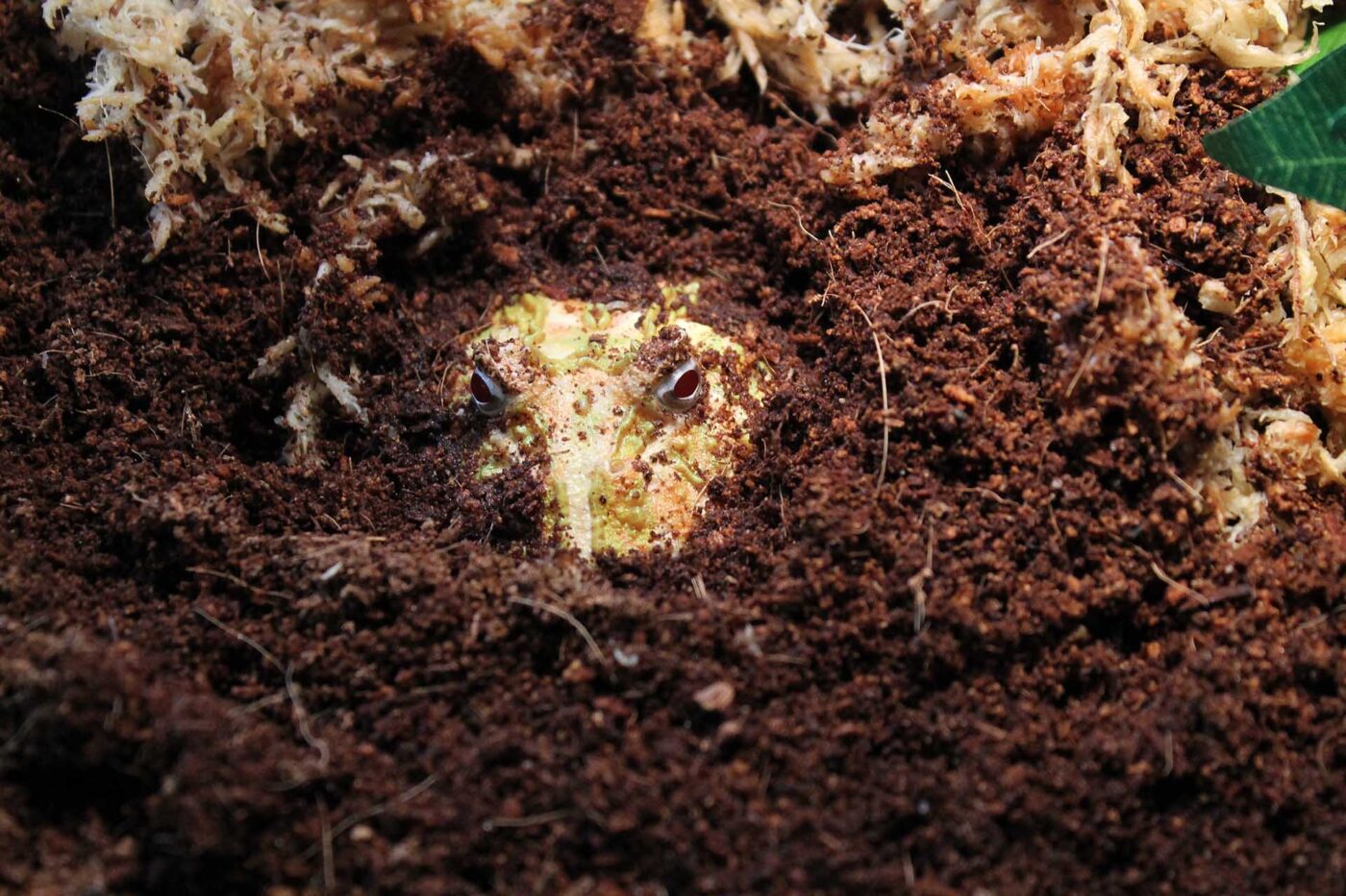 ベルツノガエル