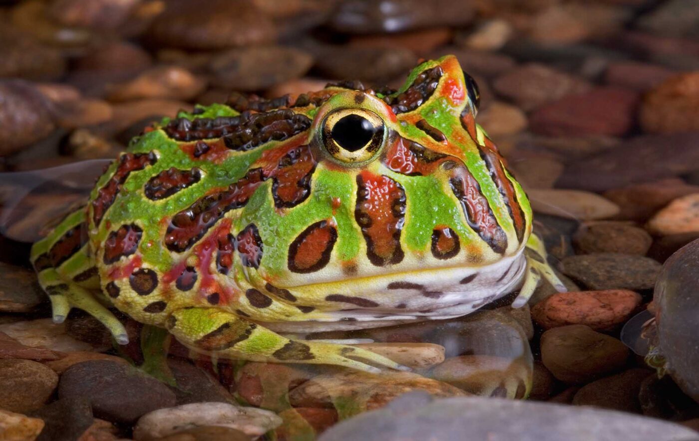 ベルツノガエル