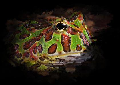 ベルツノガエル