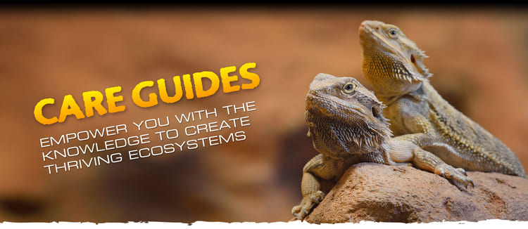CARE GUIDES. EMPOWER YOU WITH THE KNOWLEDGE TO CREATE THRIVING ECOSYSTEMS