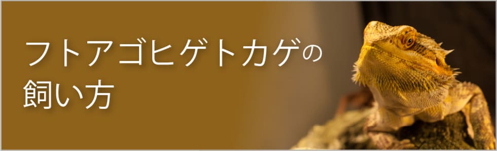 フトアゴヒゲトカゲの飼い方