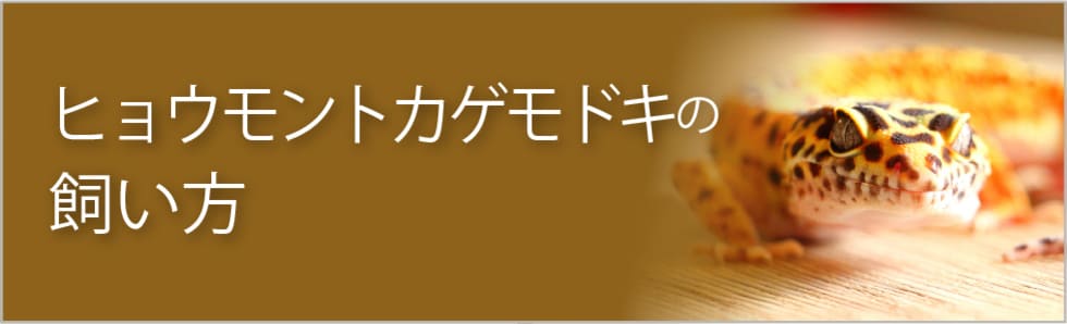 ヒョウモントカゲモドキの飼い方