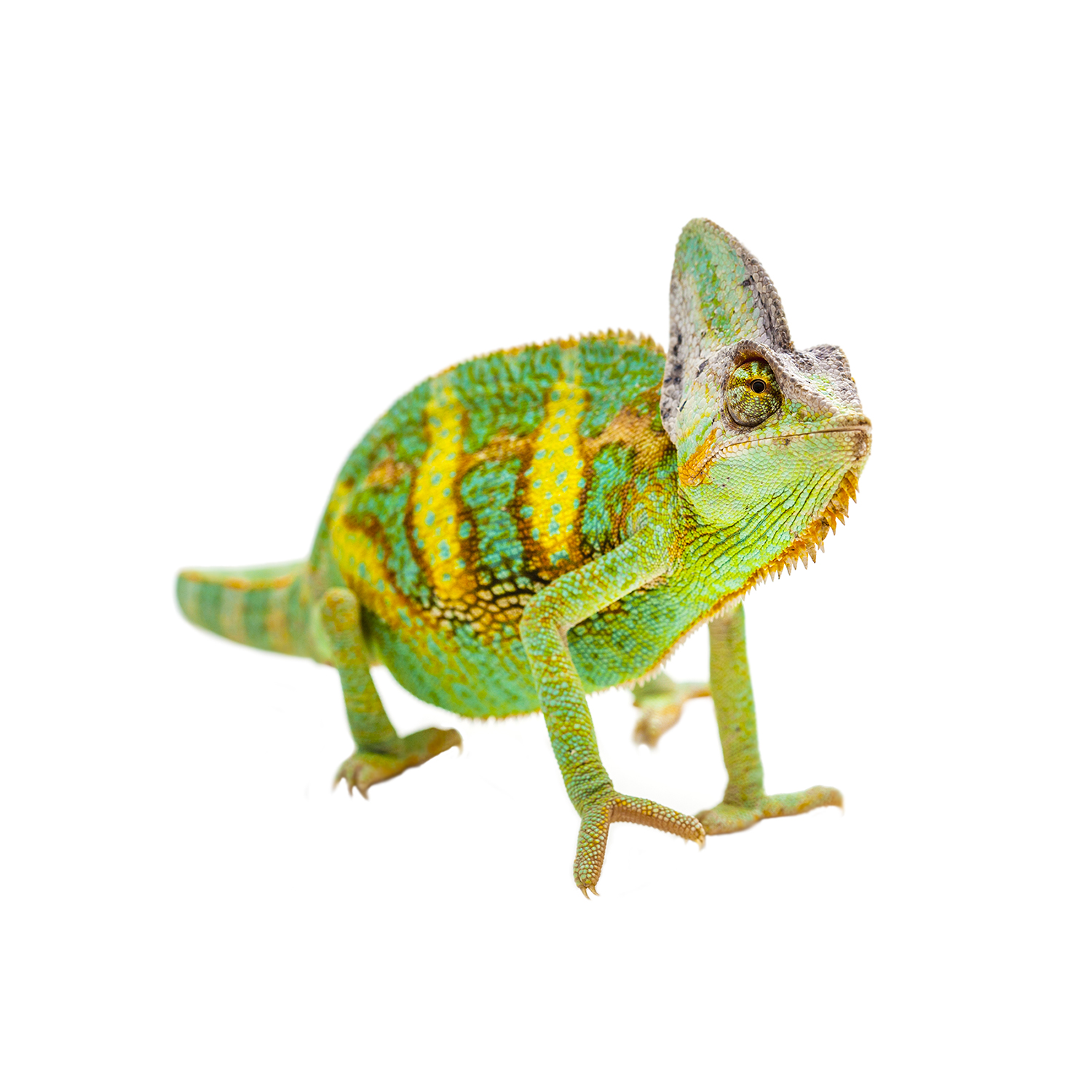 エボシカメレオン