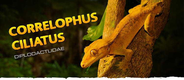 CARE GUIDES. EMPOWER YOU WITH THE KNOWLEDGE TO CREATE THRIVING ECOSYSTEMS