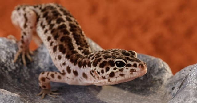 ヒョウモントカゲモドキ