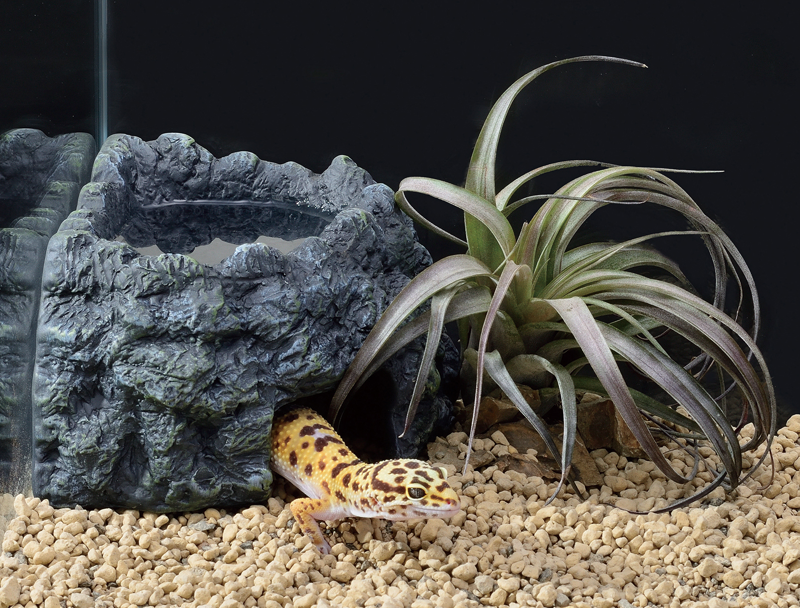 ヒョウモントカゲモドキ