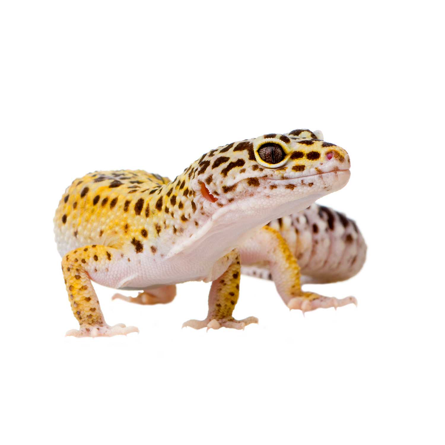 ヒョウモントカゲモドキ