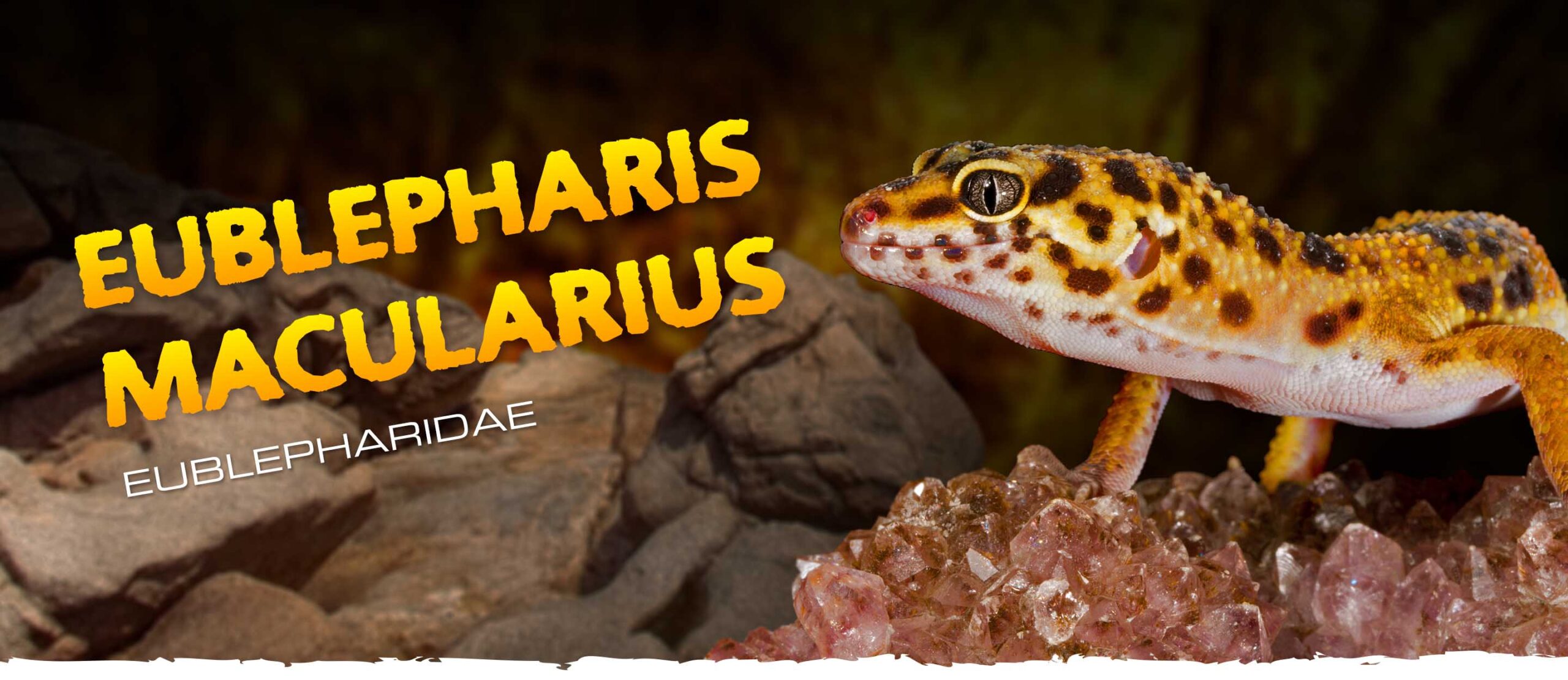 EUBLEPHARIS MACULARIUS. EUBLEPHARIDAE.