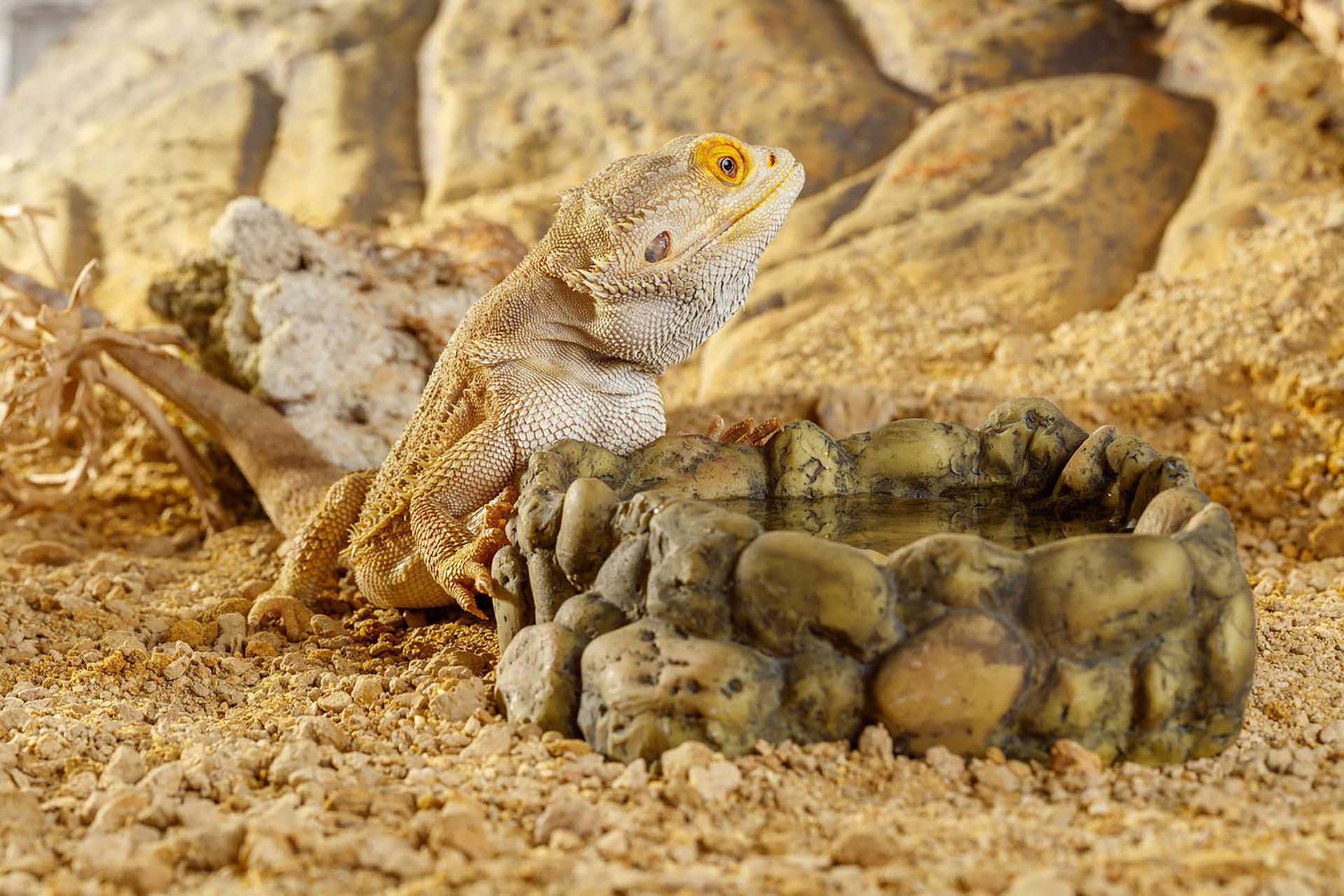 フトアゴヒゲトカゲ
