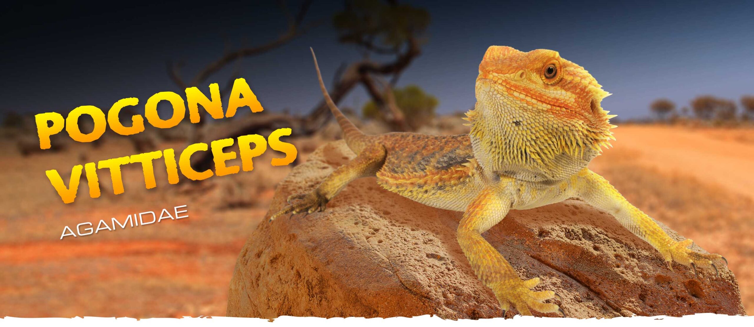 POGONA VITTICEPS. AGAMIDAE.