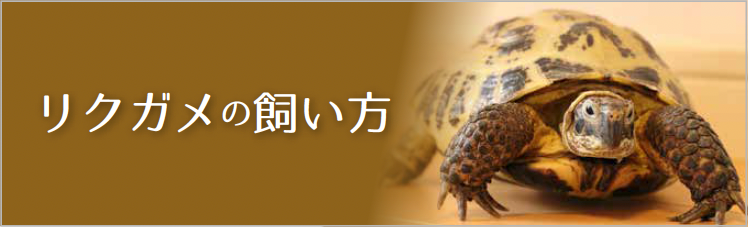 リクガメの飼い方