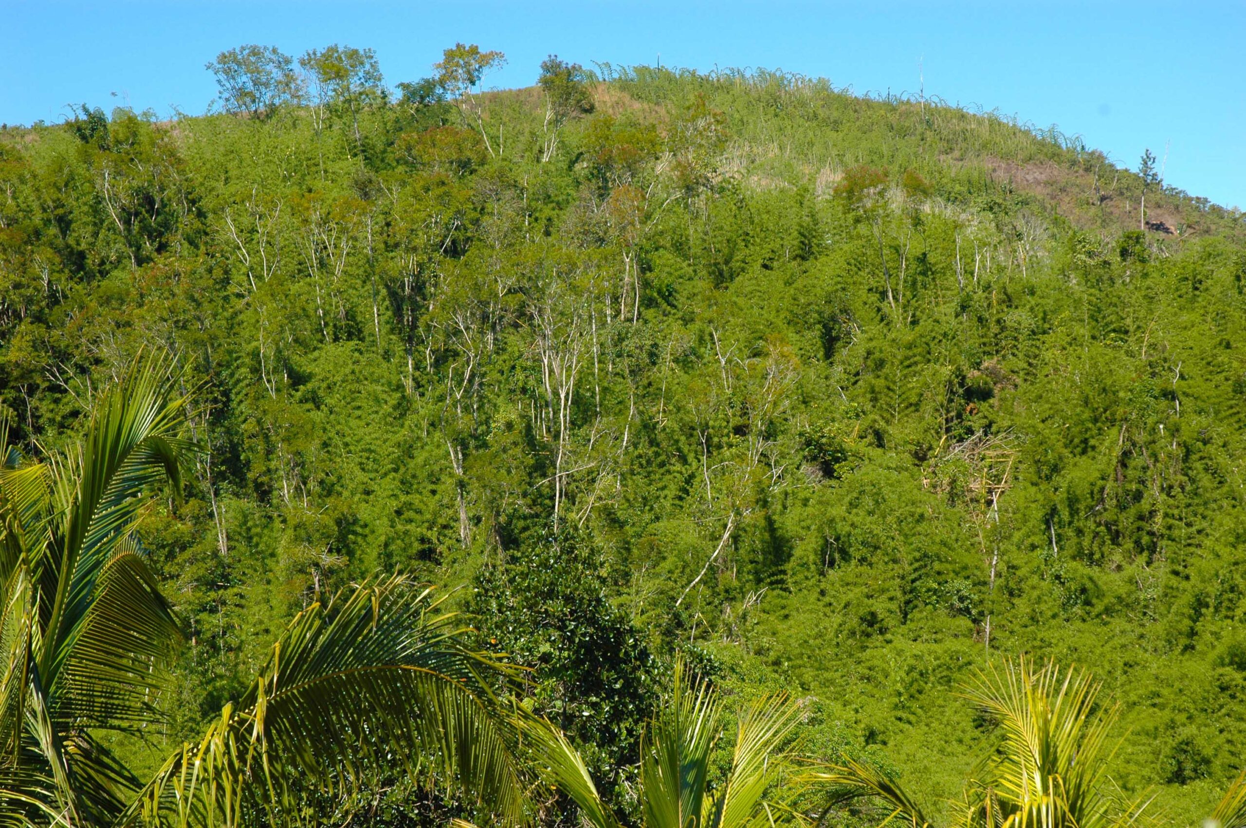 新種のヤモリの発見