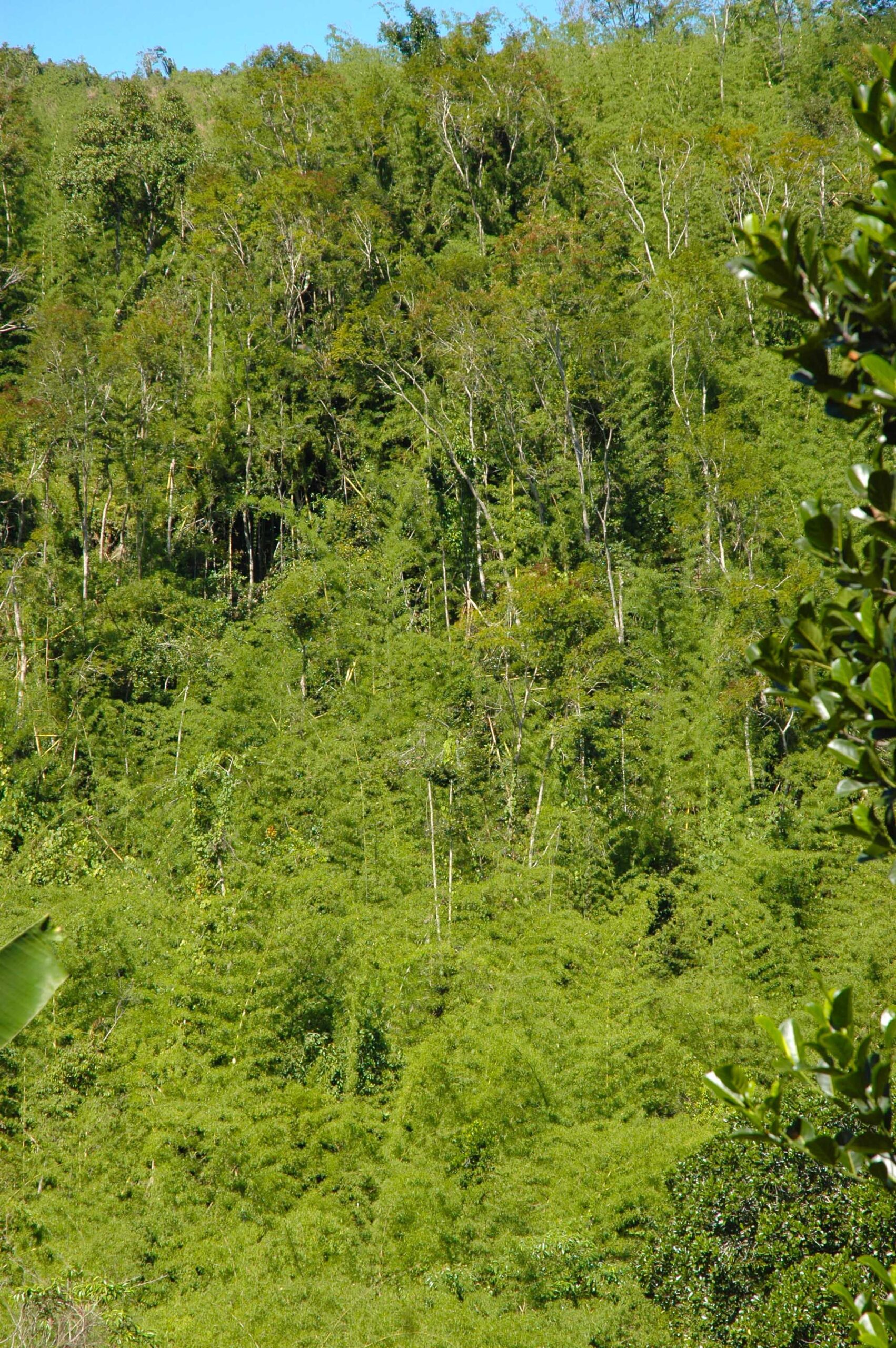 新種のヤモリの発見