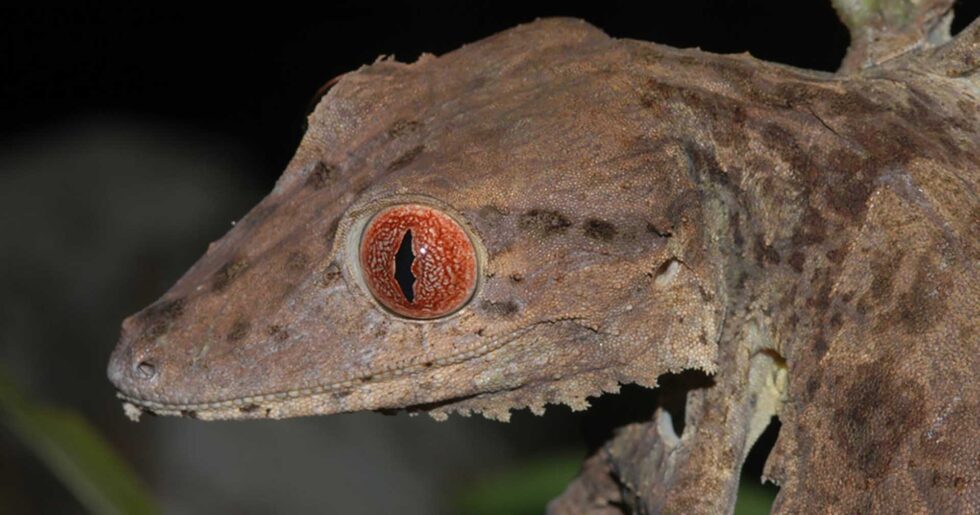 アンパシンダバ半島