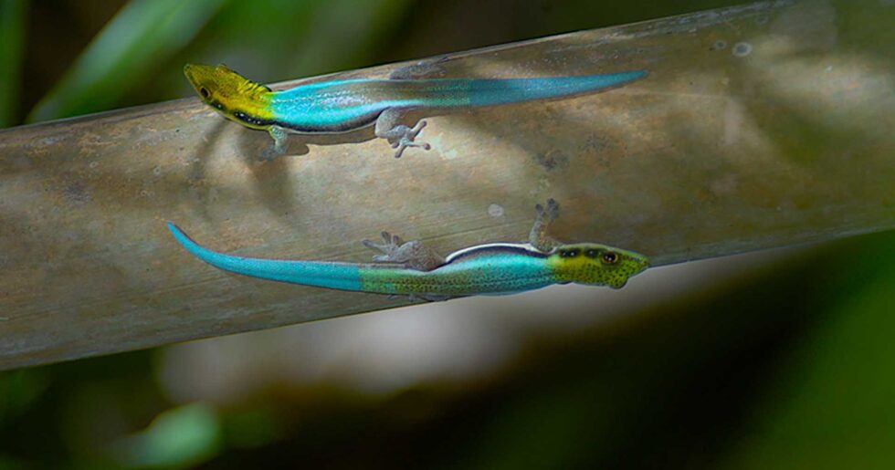 竹林の宝石たち Ⅰ