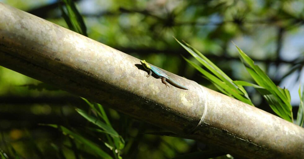 竹林の宝石たち II