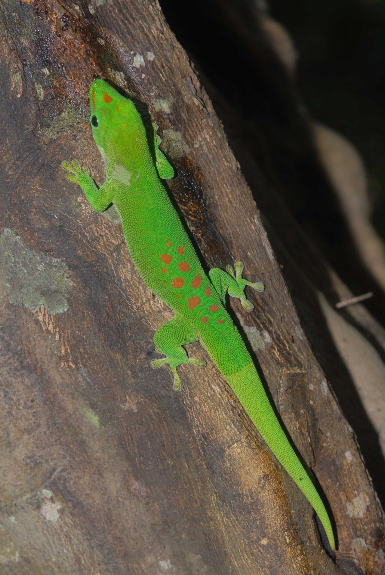 竹林の宝石たち Ⅰ