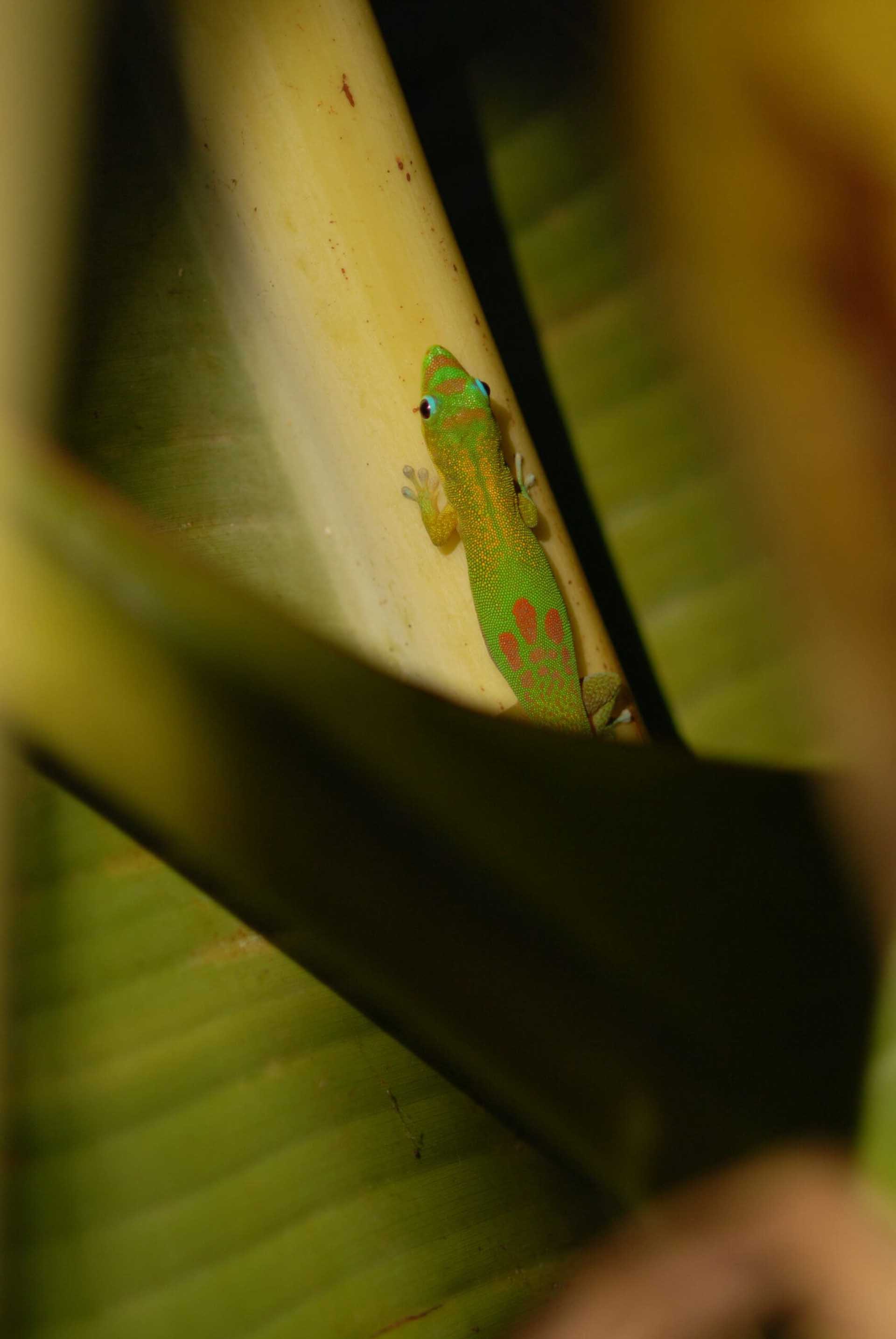 竹林の宝石たち III