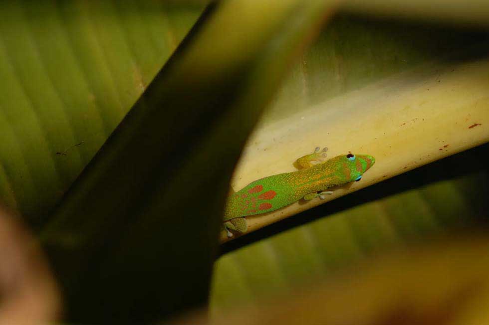 竹林の宝石たち III