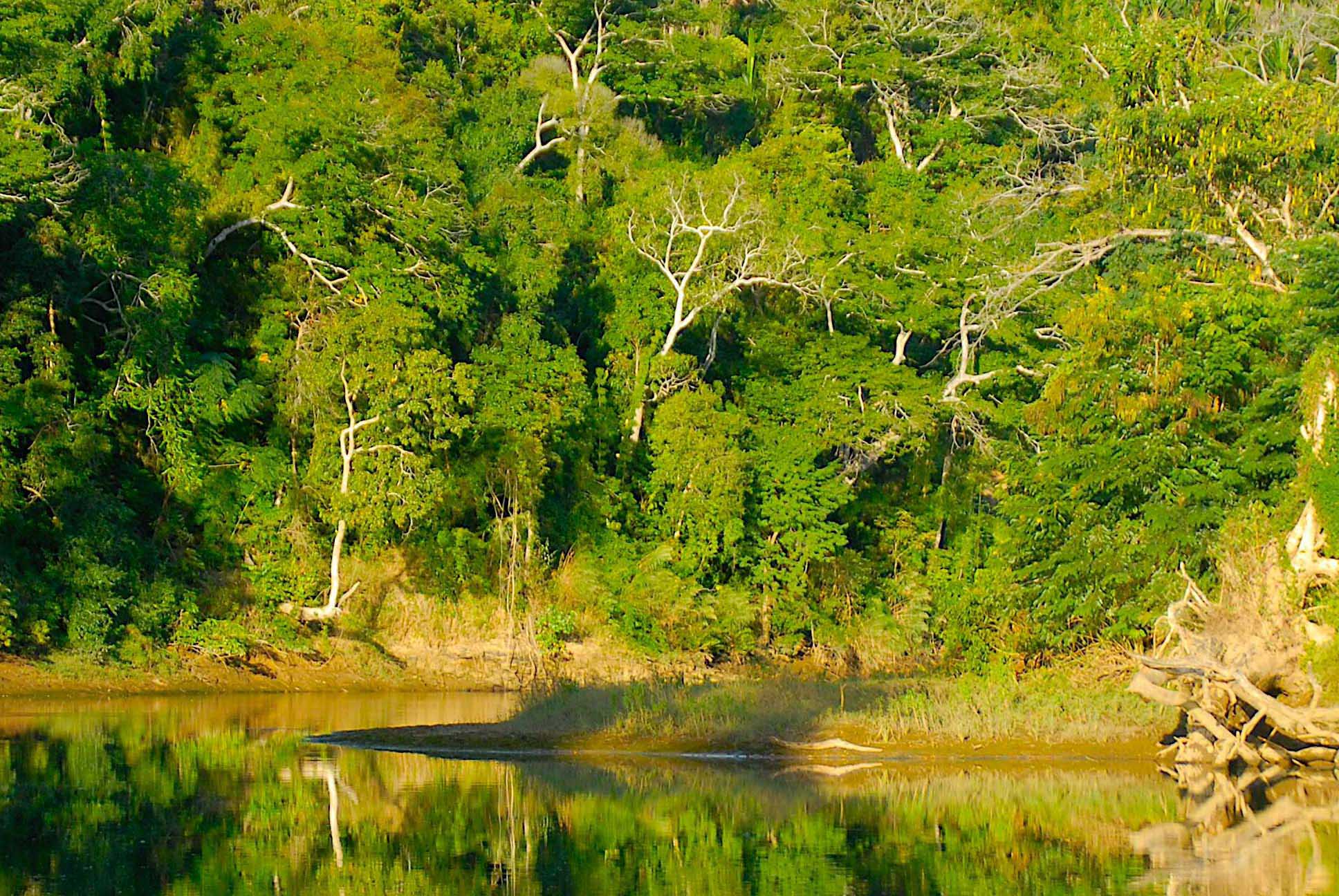 パンサーカメレオン(Furcifer pardalis)の代表的な棲息環境のひとつが、日差しのよく当たる川岸です。