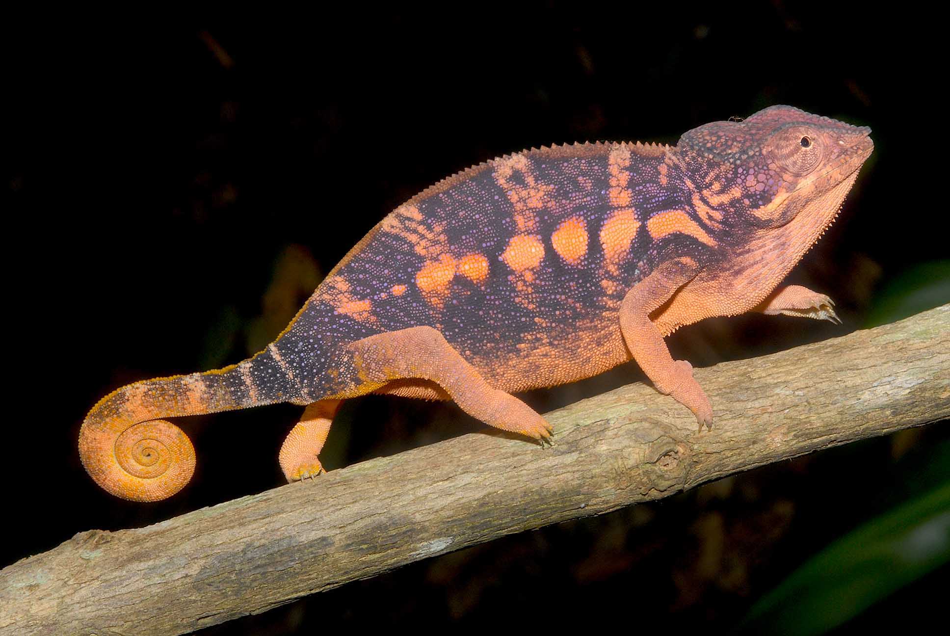 妊娠中のパンサーカメレオンのメス