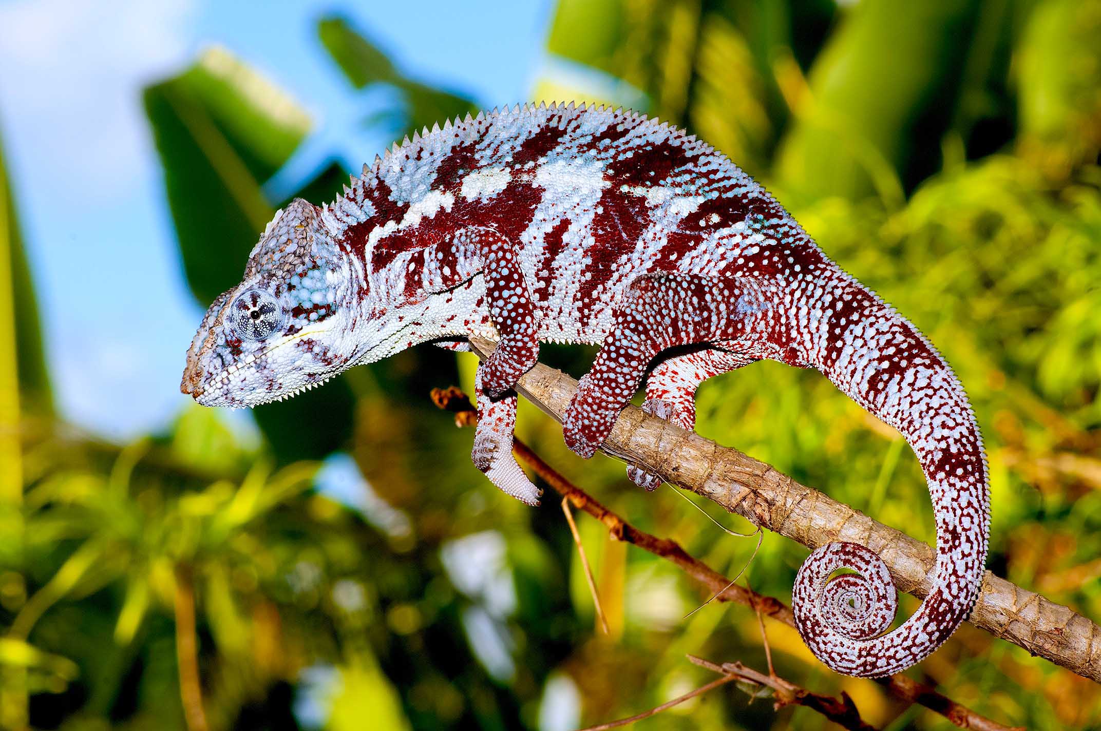 サント・マリー島のパンサーカメレオン