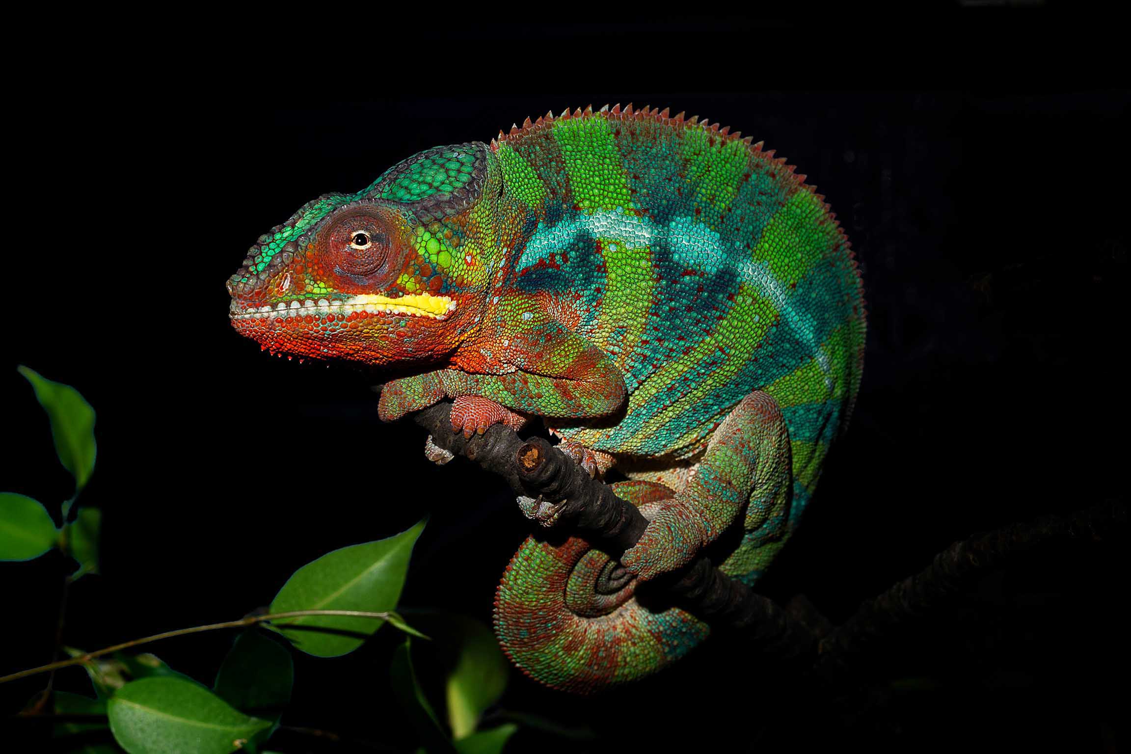 マダガスカルの都市アンバンジャのパンサーカメレオン