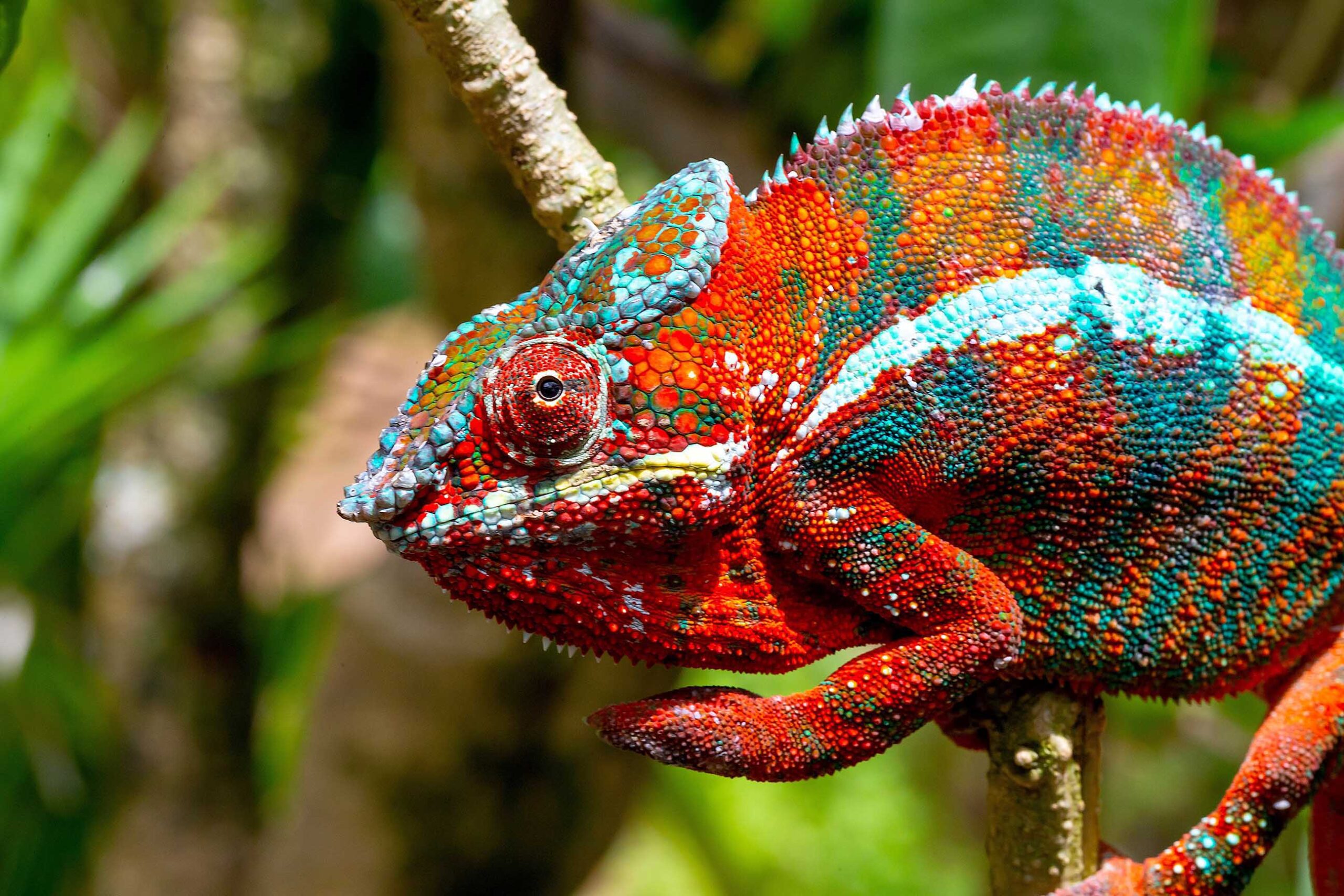 アンビルベ（北西海岸）のパンサーカメレオン