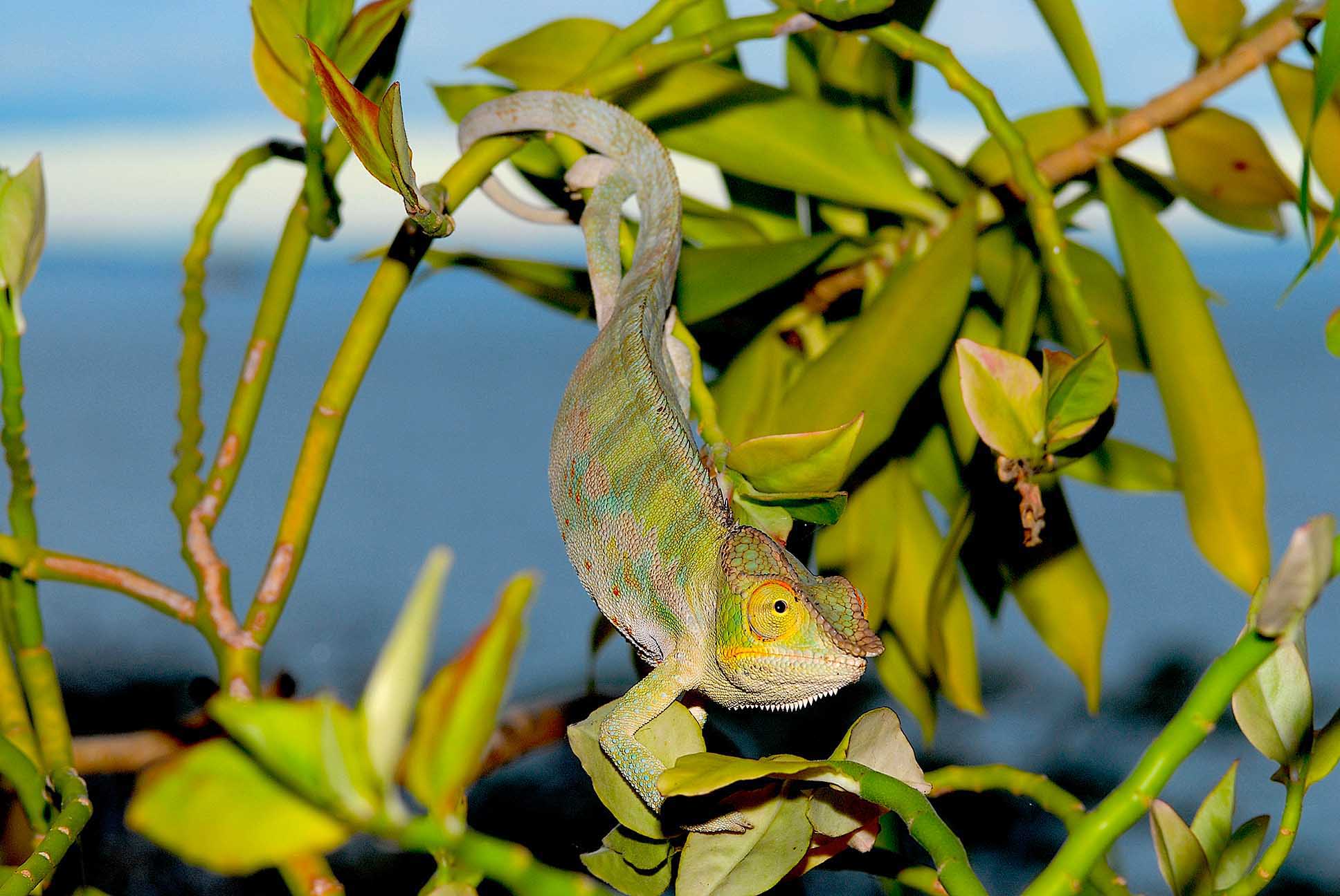アンキフィーのパンサーカメレオン