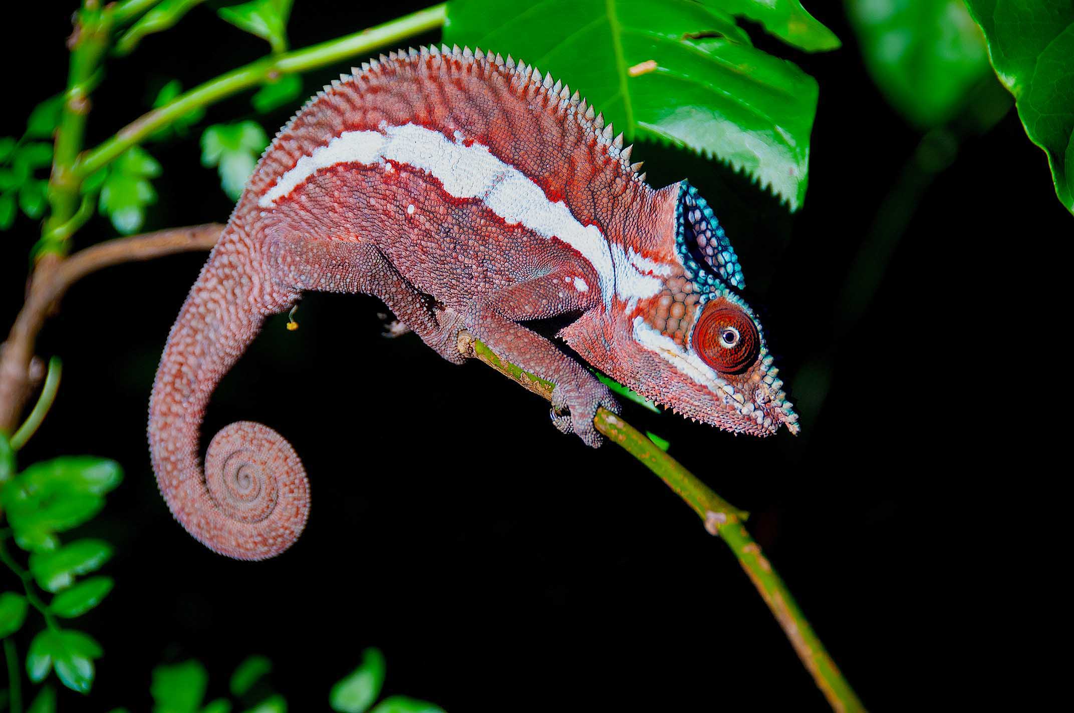 「ピンクパンサー」ジャンゴアサンビラーノのパンサーカメレオン