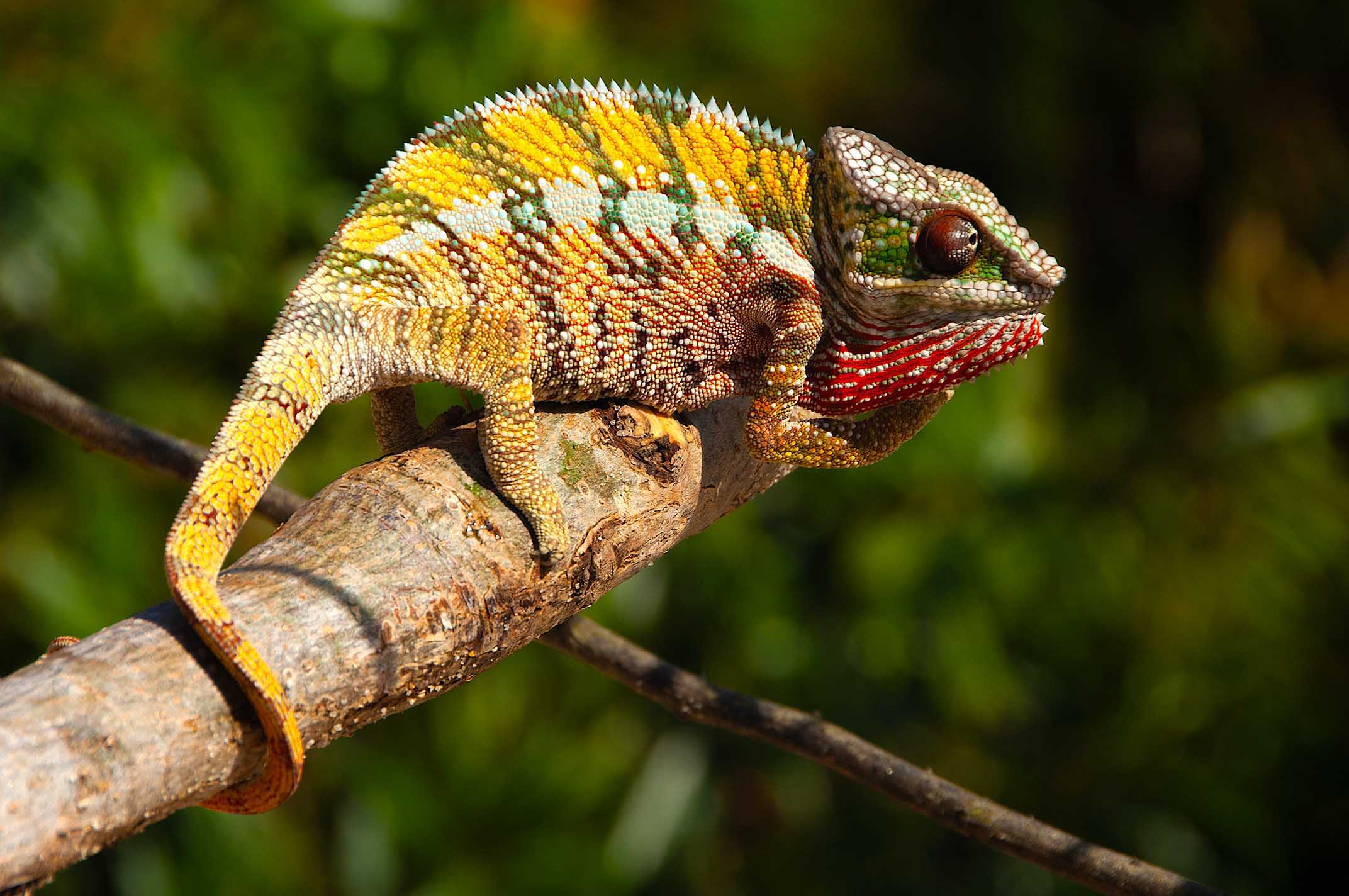 ラカンダバ（東海岸）のパンサーカメレオン