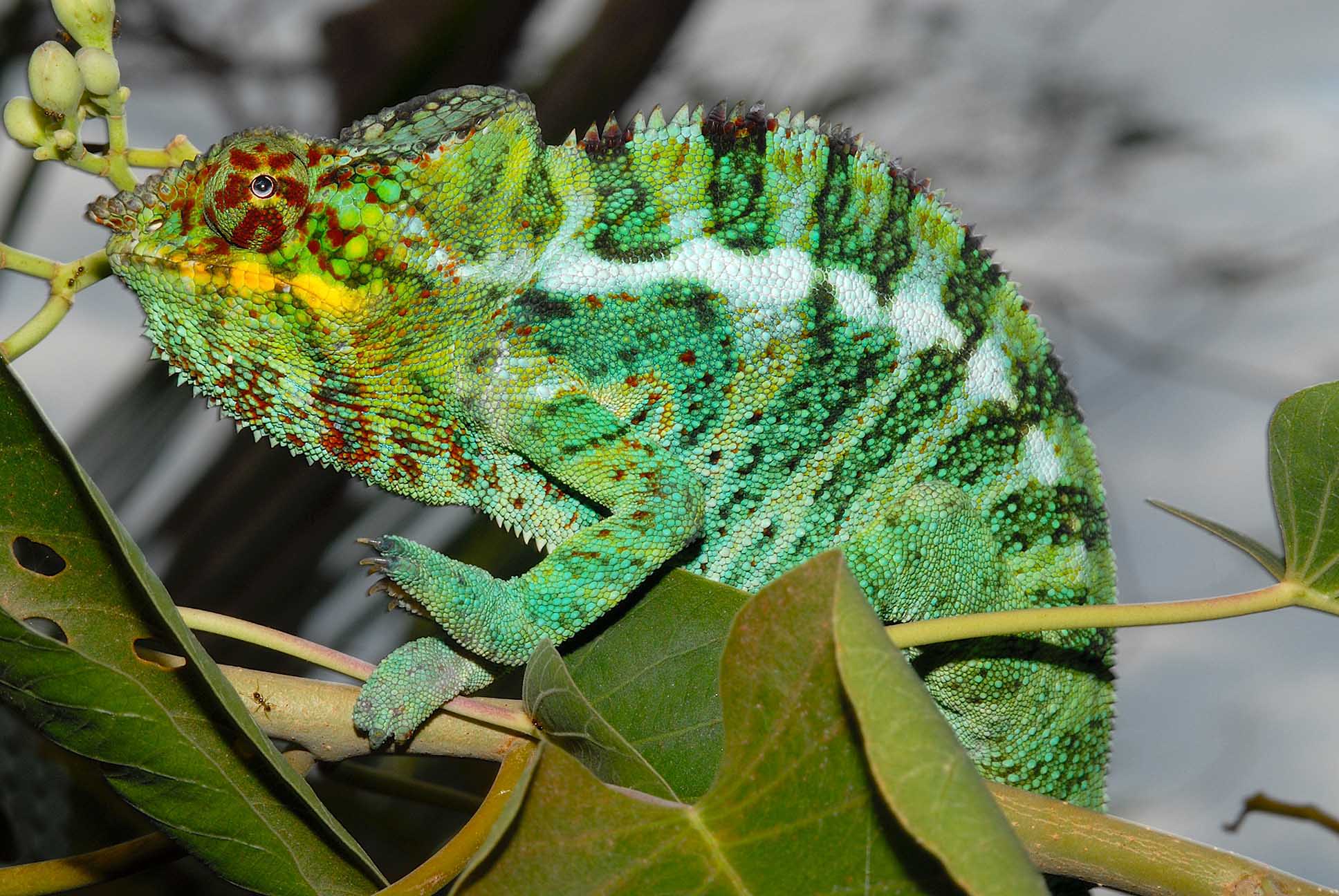 ノシ・コンバのパンサーカメレオン