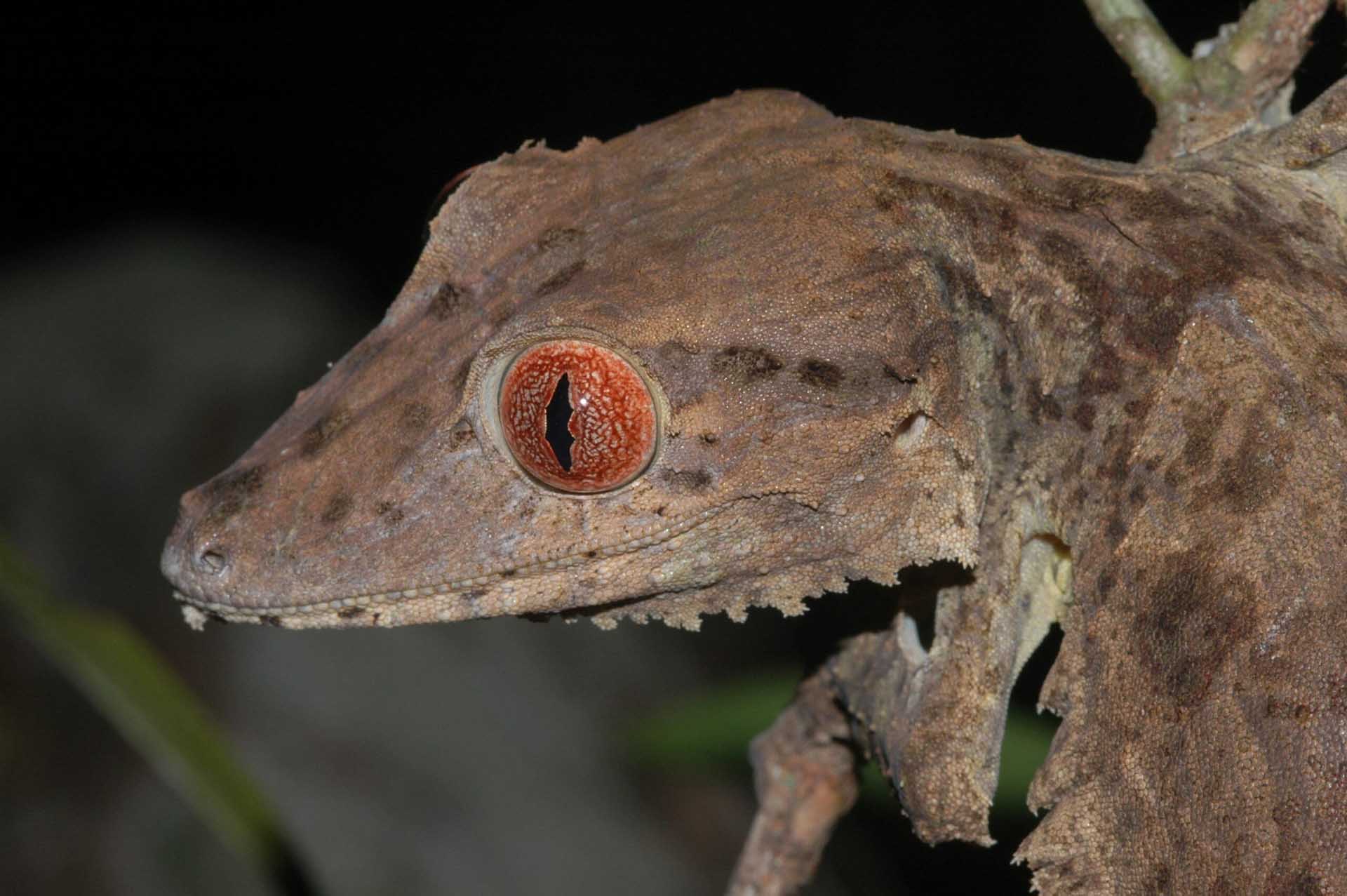 アンパシンダバ半島