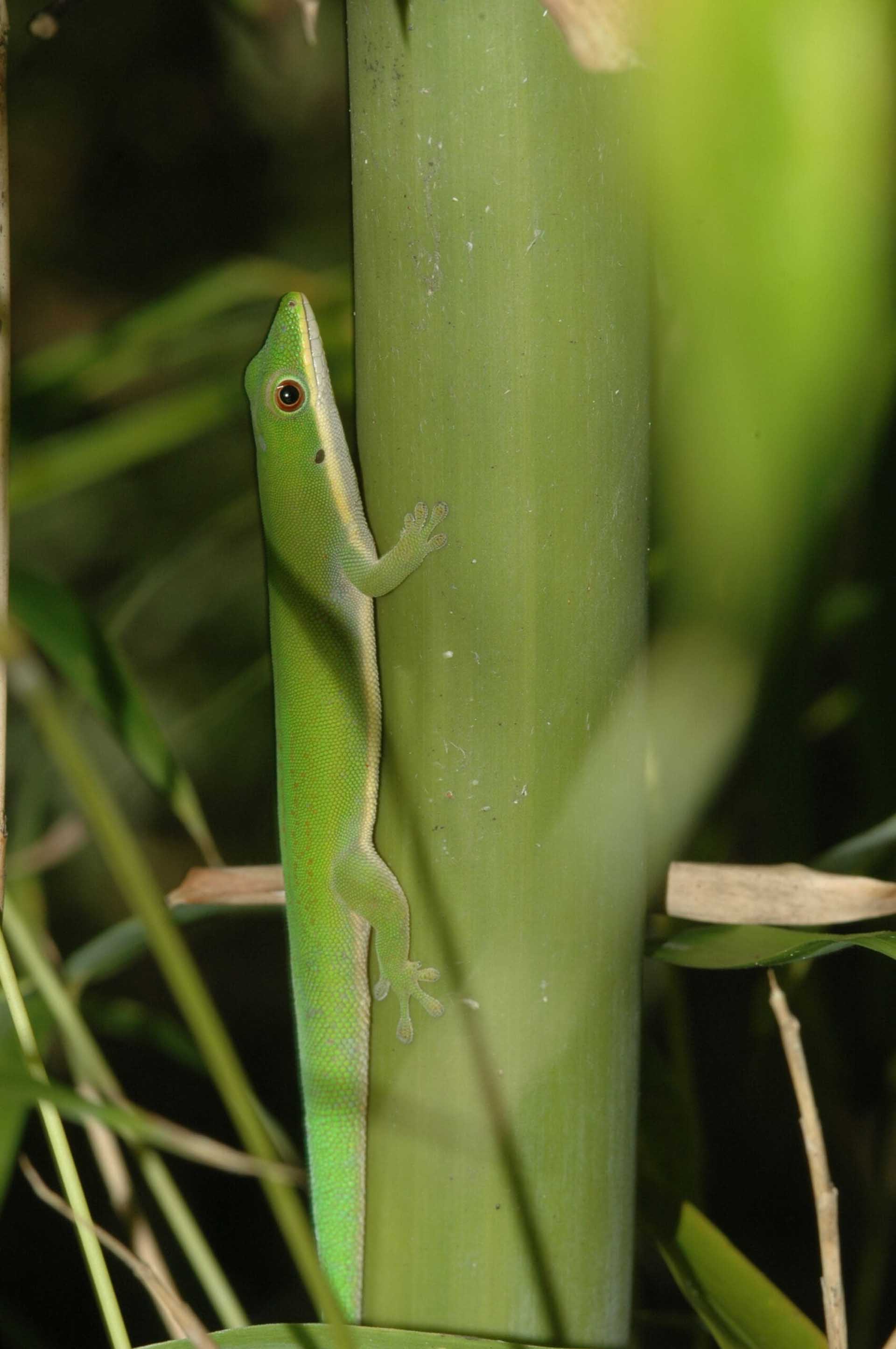 アンパシンダバ半島