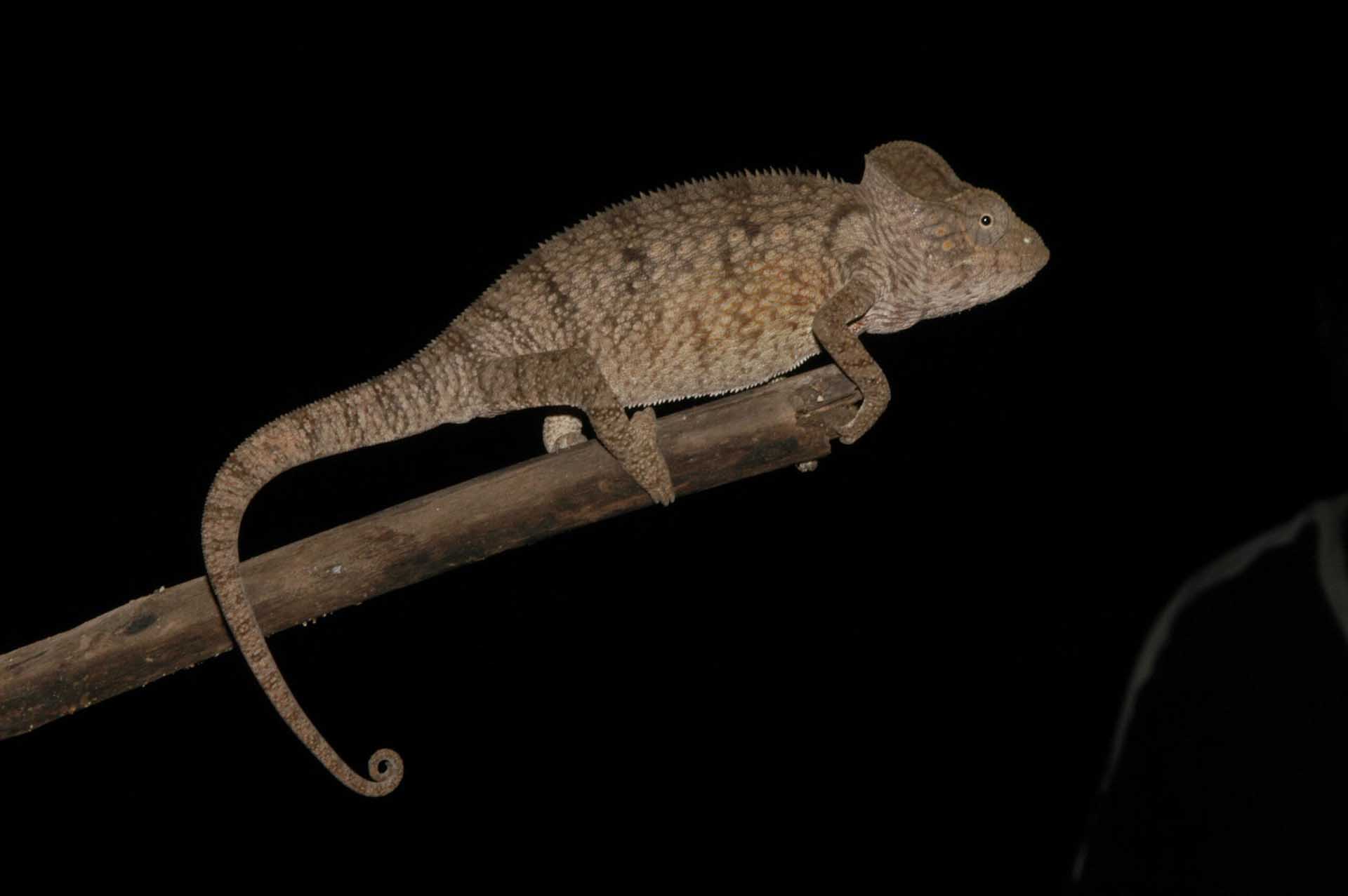 アンパシンダバ半島