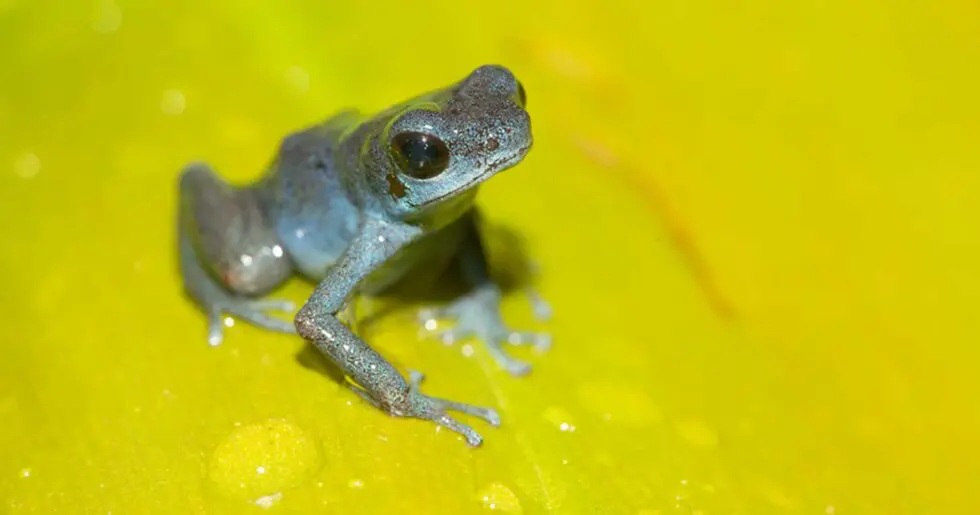 ティエラ・オスキュラ半島