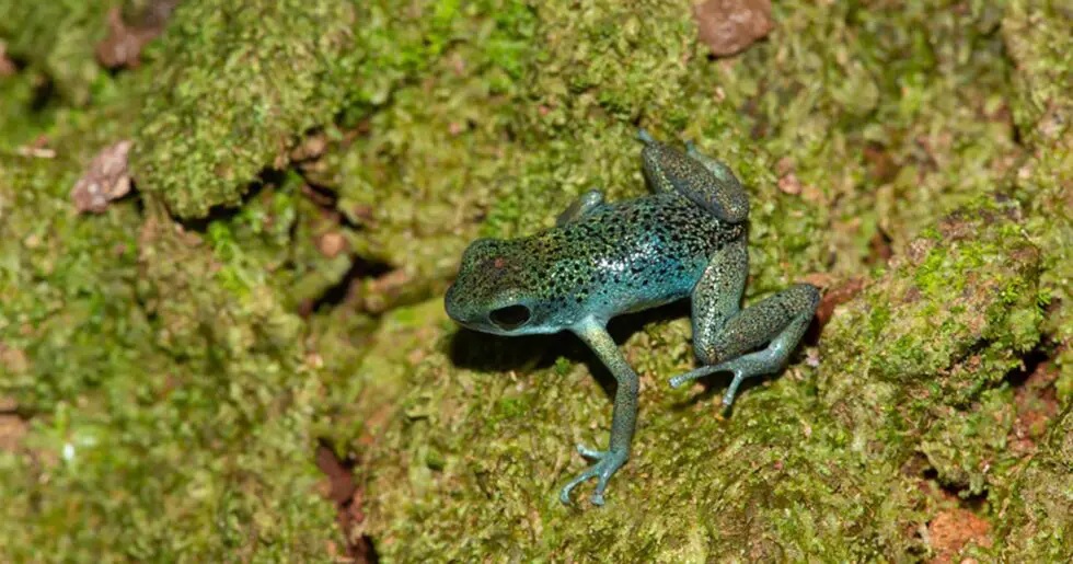 ロマ・パルディタ島