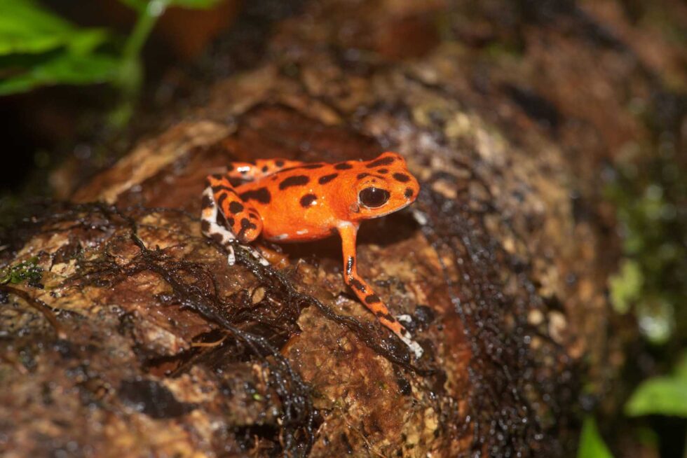 イチゴヤドクガエル