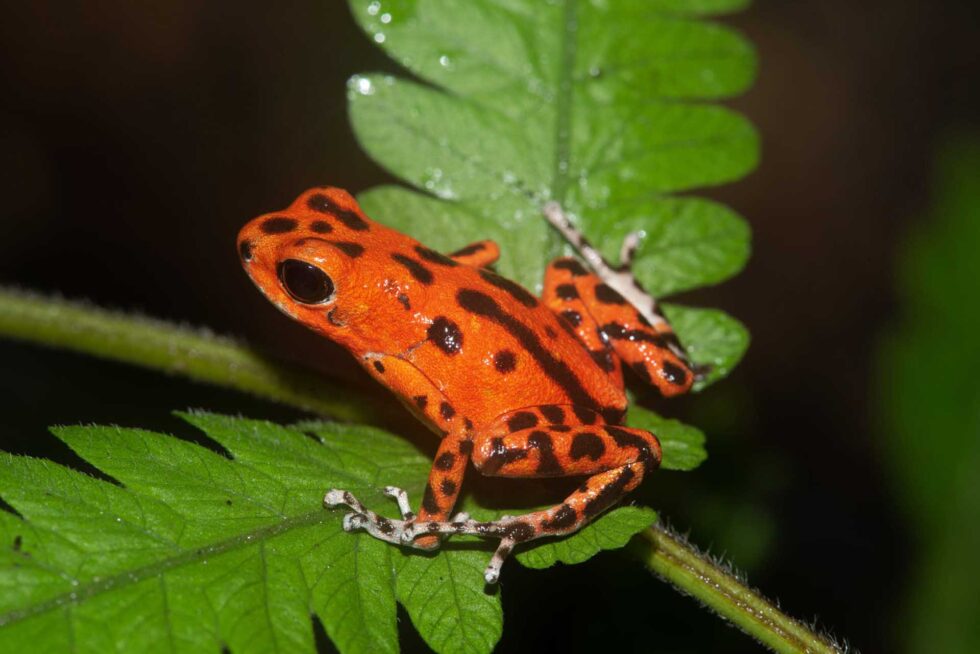 イチゴヤドクガエル