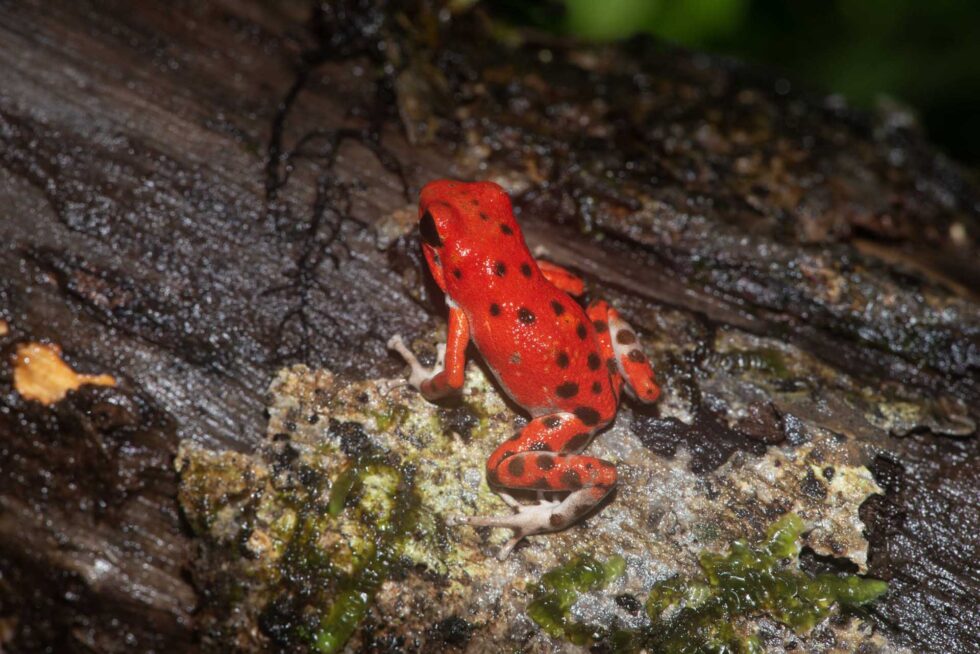 イチゴヤドクガエル