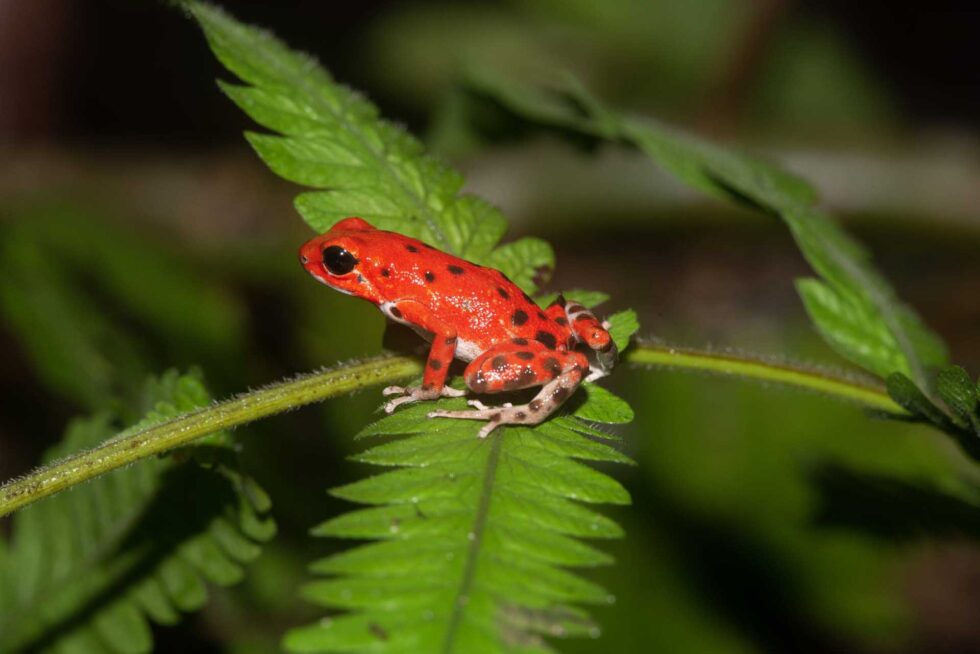 イチゴヤドクガエル