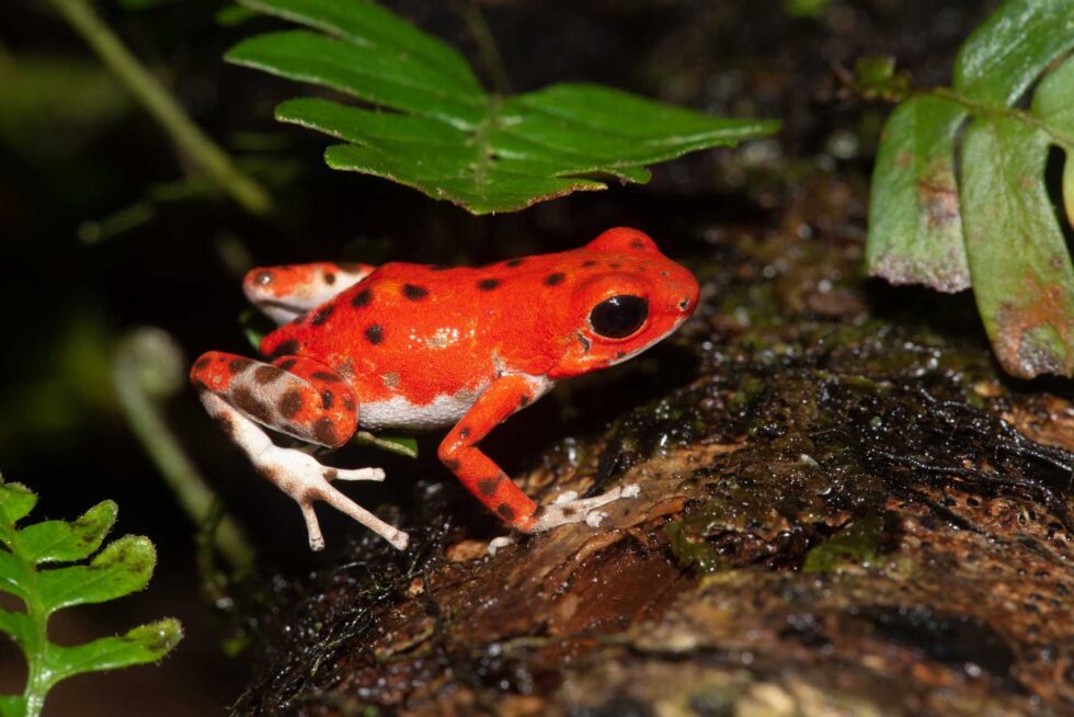 イチゴヤドクガエル