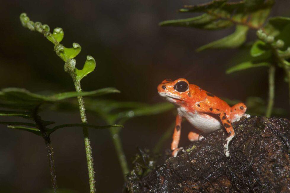 イチゴヤドクガエル