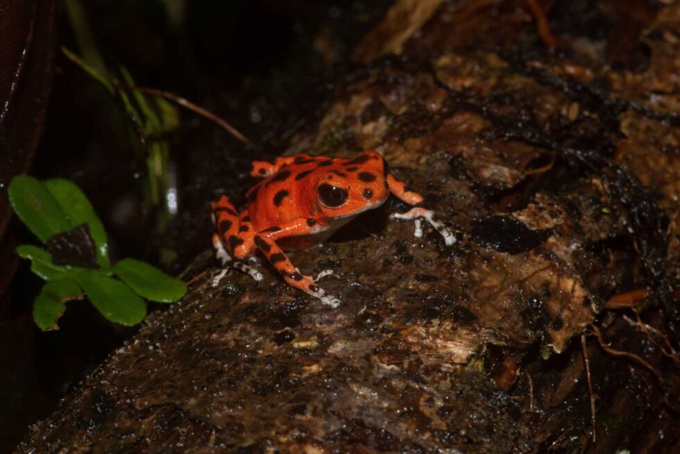 イチゴヤドクガエル