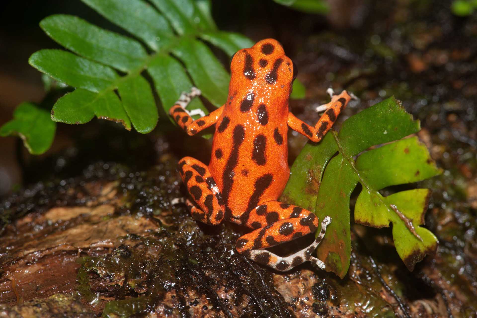 イチゴヤドクガエル