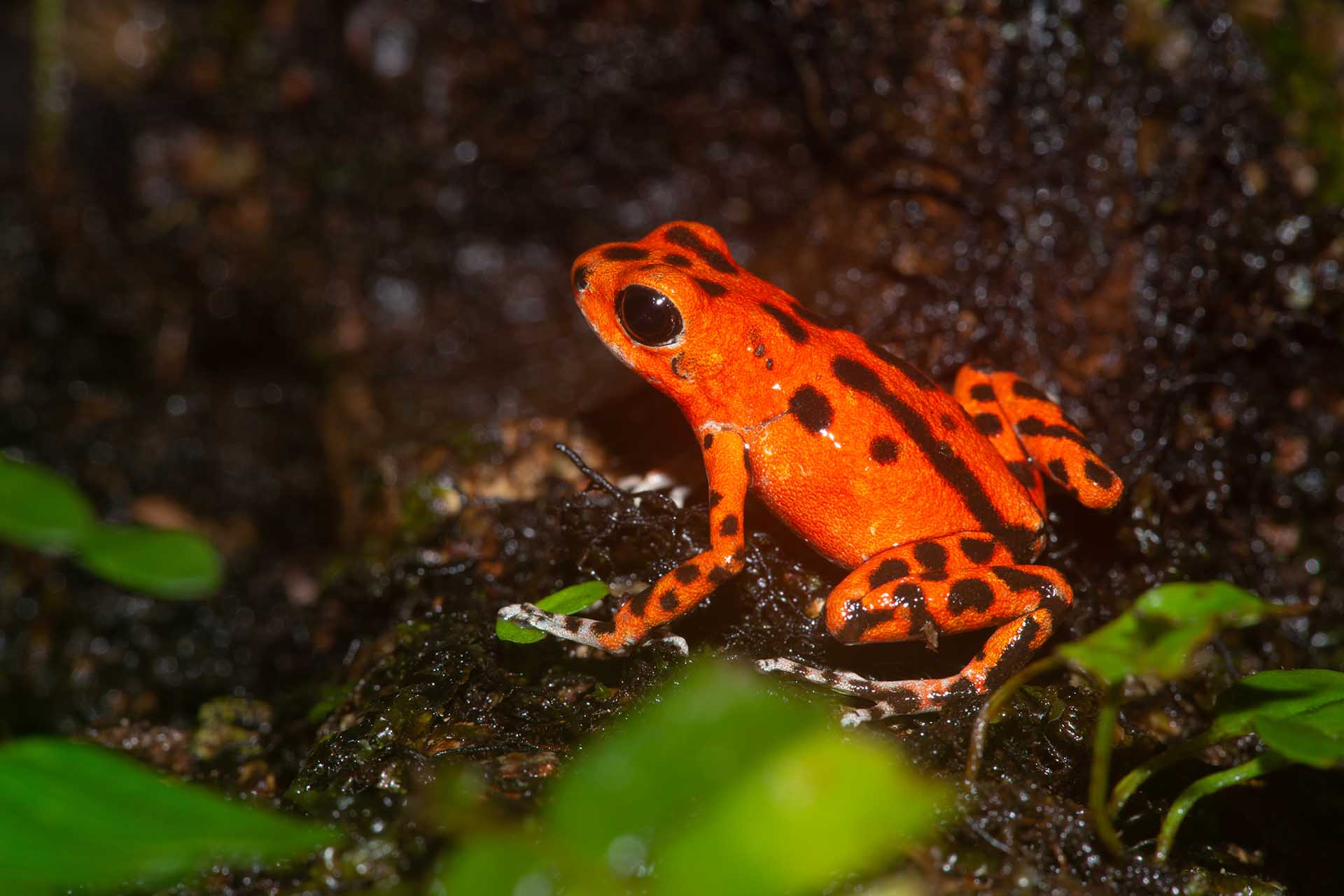 イチゴヤドクガエル