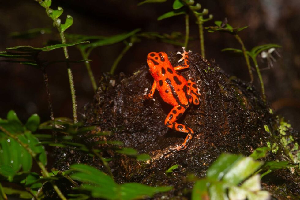 イチゴヤドクガエル