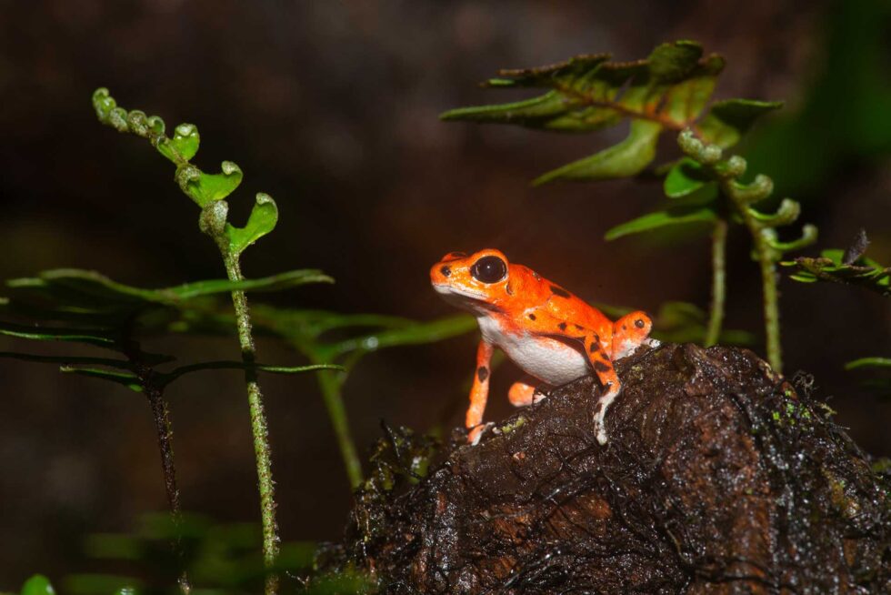 イチゴヤドクガエル