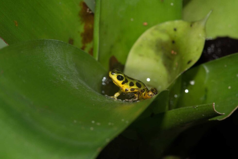イチゴヤドクガエル
