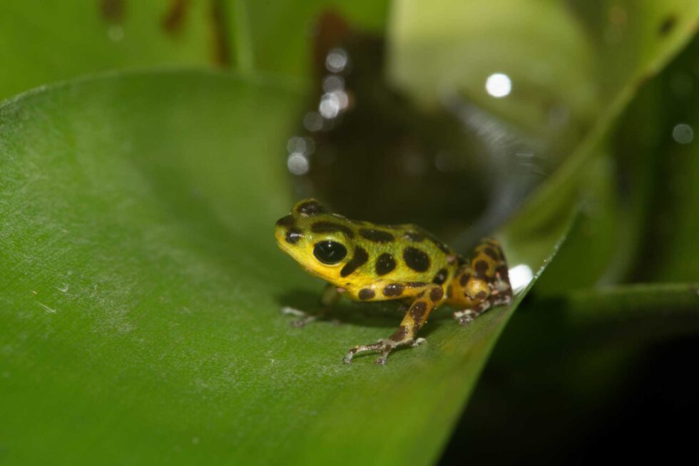 イチゴヤドクガエル